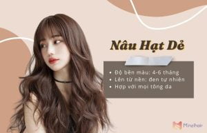 Nâu hat dẻ