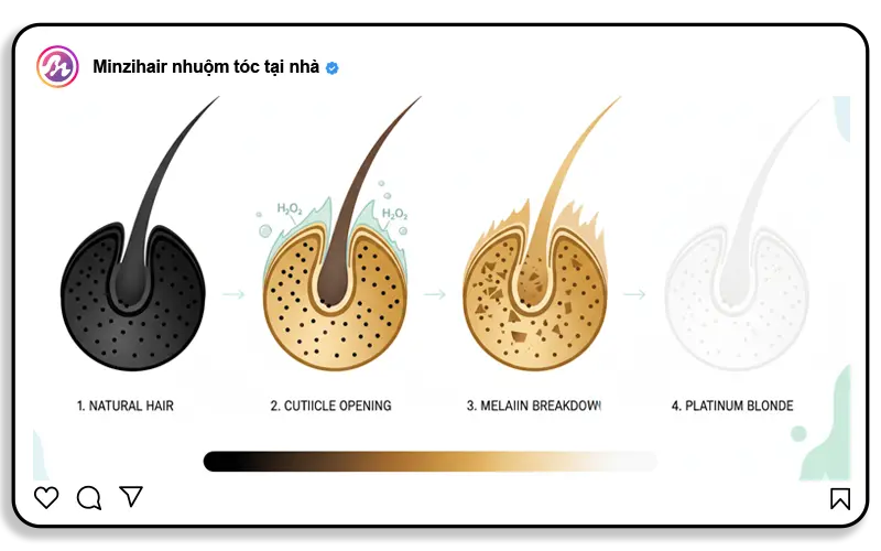 Tẩy tóc hoạt động như thế nào?